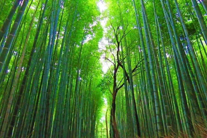 丸一日チャーターチャータータクシーツアー