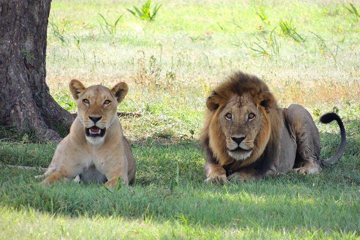 4 dagen Masai Mara en Lake Nakuru