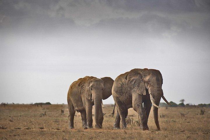 2 - Dag Mombasa till Tsavo East nationalpark Wildlife Safari
