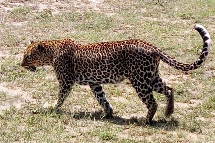 4 Días - Majestuoso Maasai Mara y Lago Nakuru Safari
