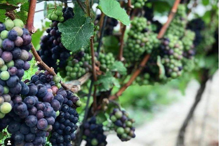 Niagara-On-The-Lake Guided Wine and Charcuterie Full-Day Tour