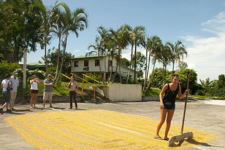 Ganztägiger Vulkan Poas, Kaffeetour und La Paz Wasserfälle ab San Jose