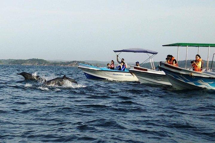 Whale & Dolphin Watching Trincomalee