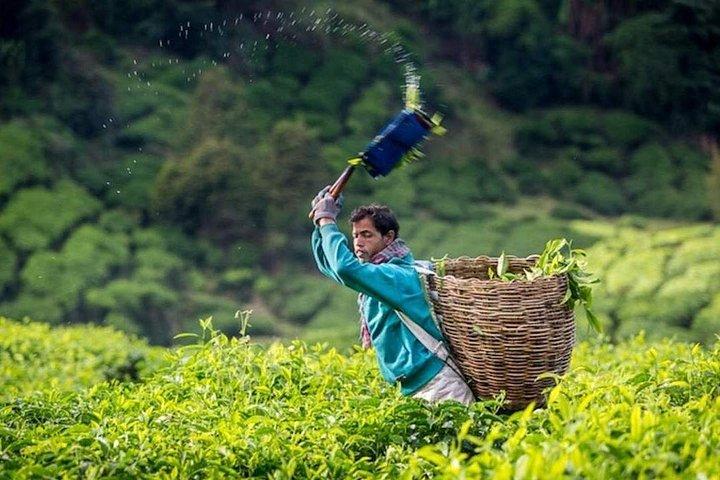 Explore Cameron Highlands: Full-Day Tour with Scenic Batu Caves