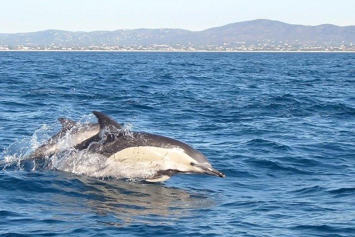 Become a dolphin protector! Lisbon Eco-dolphin watching