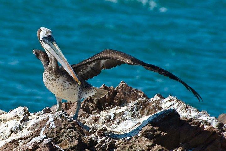 Ballestas Eilanden Groep Tour vanuit Paracas
