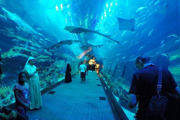 半日ドバイ市内観光とドバイ水族館水中動物園訪問