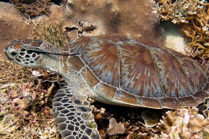 Excursión guiada de un día de snorkel, Kota Kinabalu, Sabah, Malasia