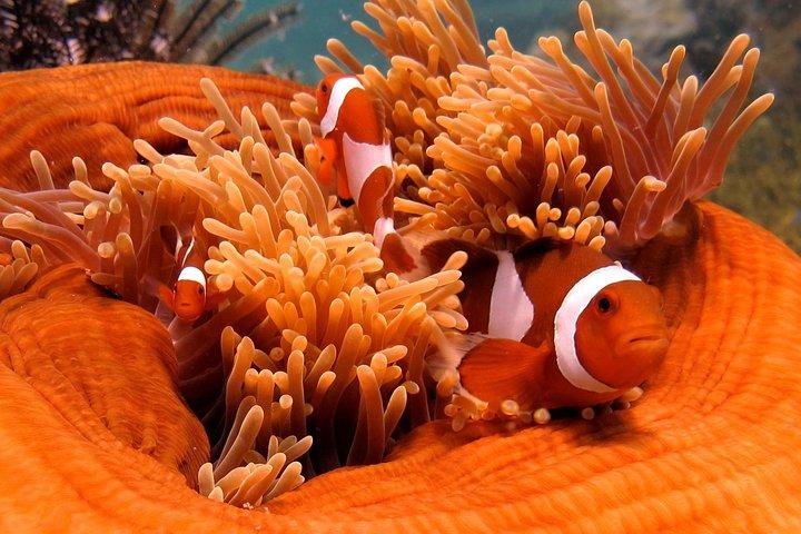 Excursión guiada de un día de snorkel, Kota Kinabalu, Sabah, Malasia