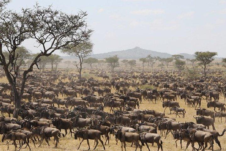 5 Days Serengeti Migration Safari