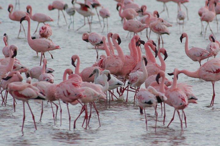 Safari privado de 3 días en Ngorongoro, lago Manyara, parque nacional Tarangire