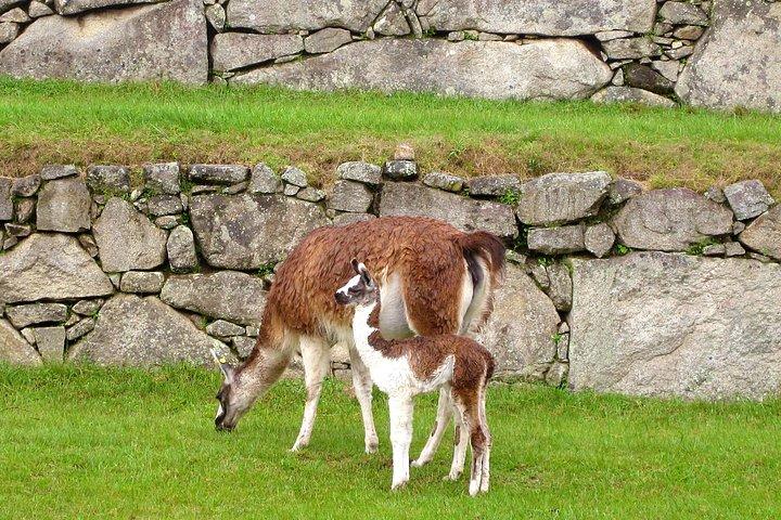 Excursion de 2 jours à destination du Machu Picchu au départ de Cusco