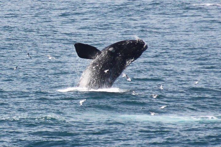Tour a piedi di Whale Watching (Terraferma) - dal 15 GIUGNO 2026