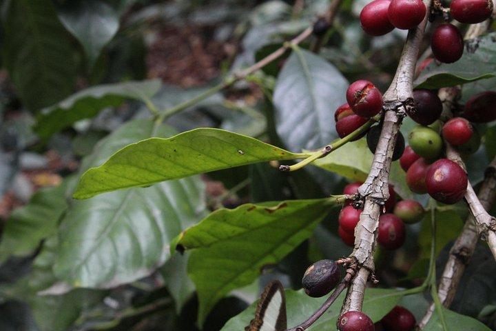 ボゴタ発コーヒー農園ツアー - 一日農業者になろう