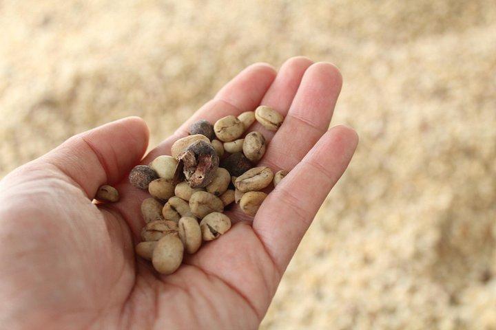 ボゴタ発コーヒー農園ツアー - 一日農業者になろう