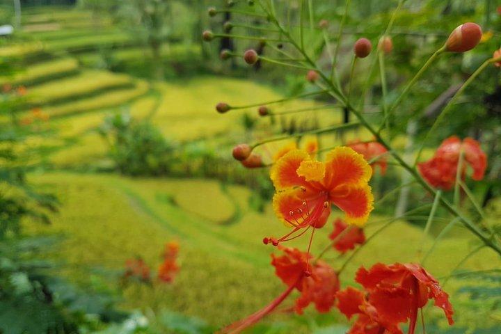 Bali Island Tour mit Mittagessen