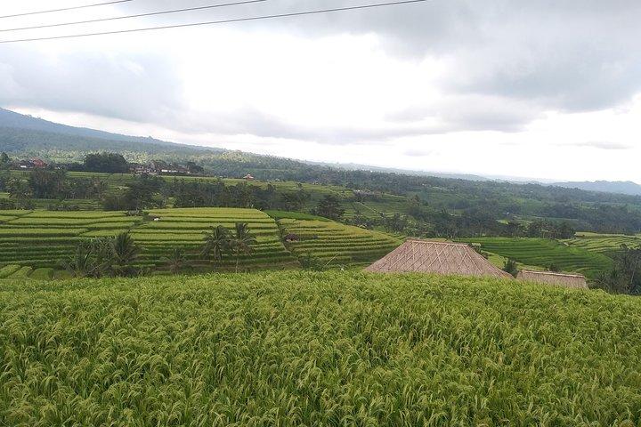 Bali Island Tour mit Mittagessen
