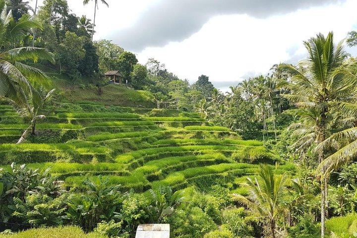 Tour dell'isola di Bali con pranzo