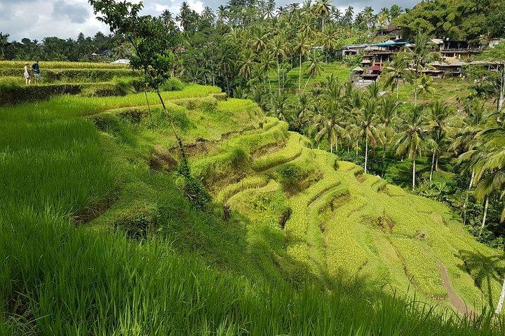 Tour di un giorno a Ubud con pranzo