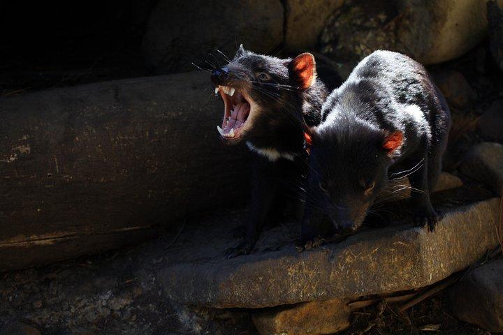 Port Arthur, Tassie Devils, Richmond & Tasman Peninsula