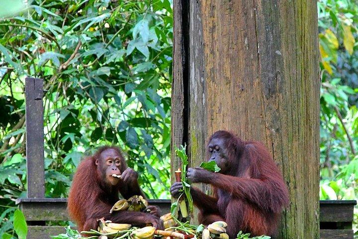 サンダカンまたはコタキナバルからの終日セピロックオランウータンとテングザル