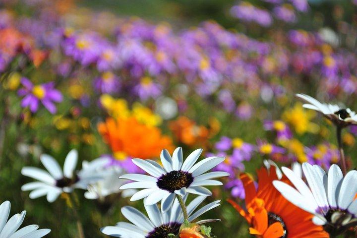 West Coast Flower Full Day Tour