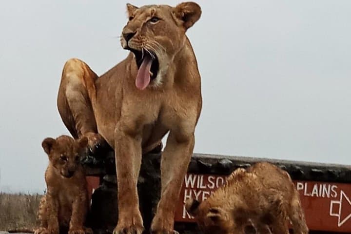 Nairobi National Park Safari – Big 4 Adventure Just Minutes Away