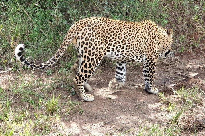 ナイロビ国立公園サファリ-ビッグ4アドベンチャーまで数分