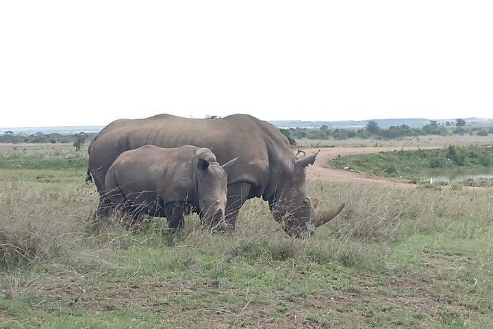 ナイロビ国立公園サファリ-ビッグ4アドベンチャーまで数分