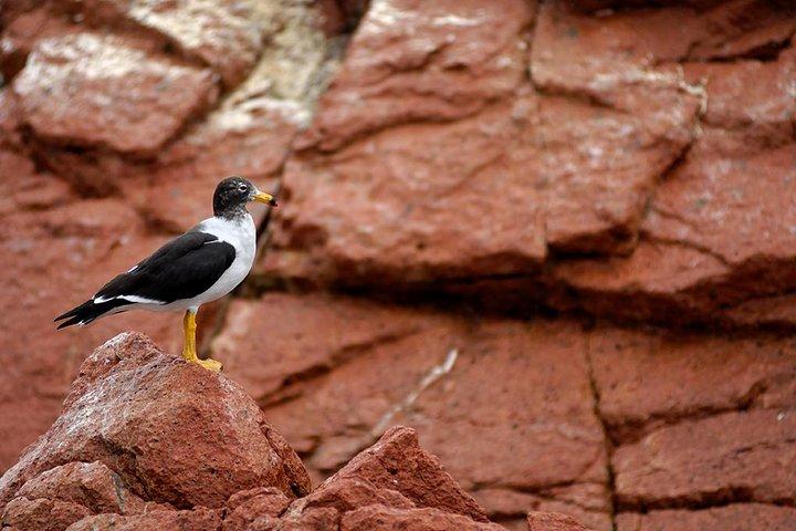 Ballestas Islands tour from Pisco CRUISESHIP TERMINAL