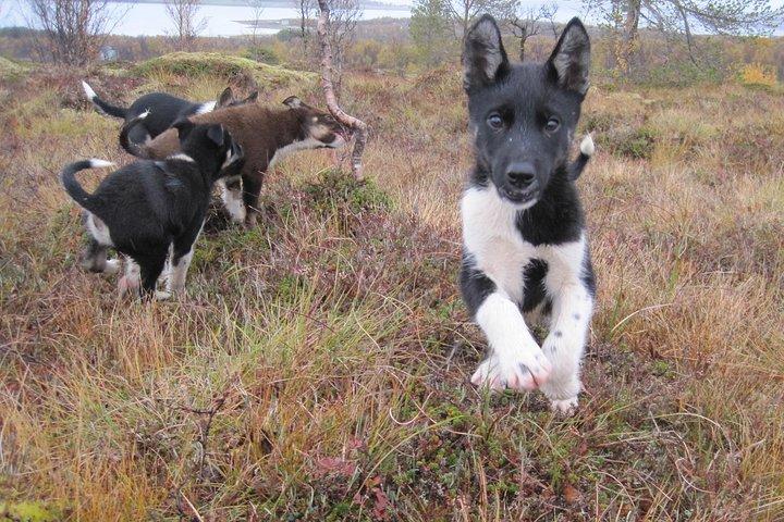 Valp Training Experience hos Husky Farm i Tromsö