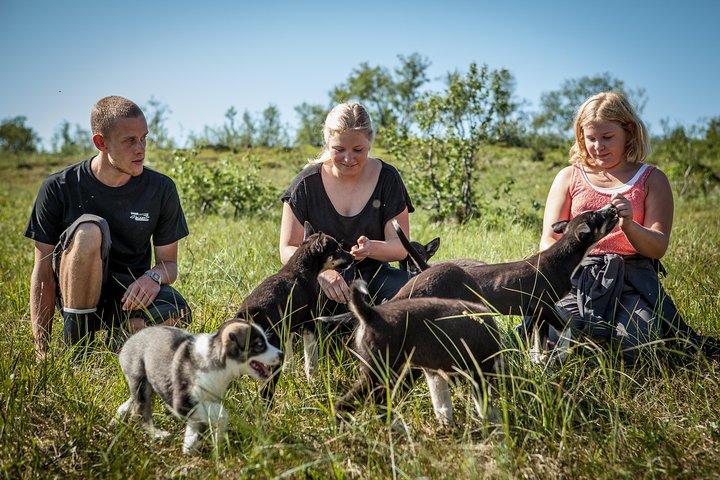 Valp Training Experience hos Husky Farm i Tromsö