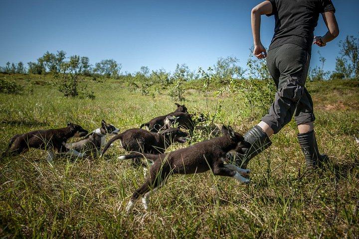 トロムソのハスキーファームでの子犬のトレーニング経験