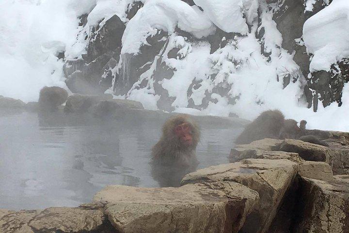 Explora Jigokudani Snow Monkey Park con un guía local