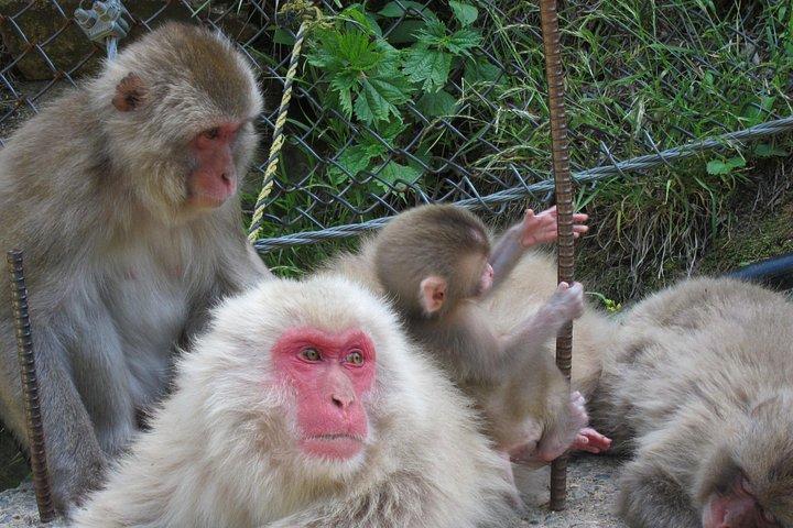 地獄谷スノーモンキーパークを現地ガイドと一緒に探検