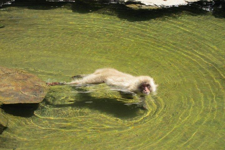 地獄谷スノーモンキーパークを現地ガイドと一緒に探検