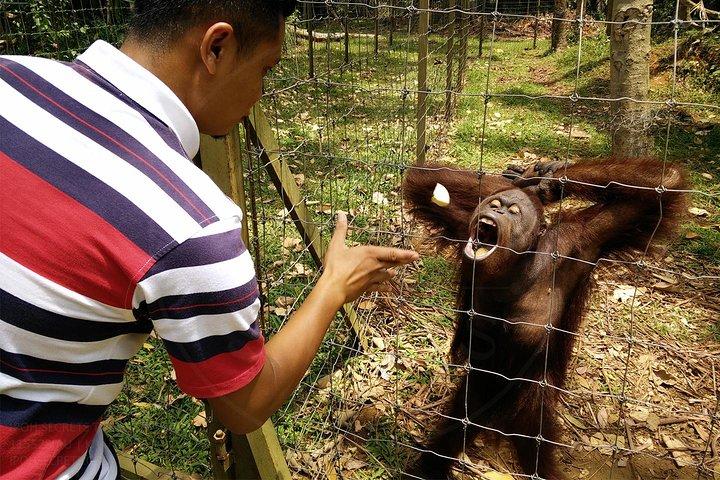 Tour Privado: Hotéis perto de Ipoh Secrets Taiping Heritage & Orang Utan Island