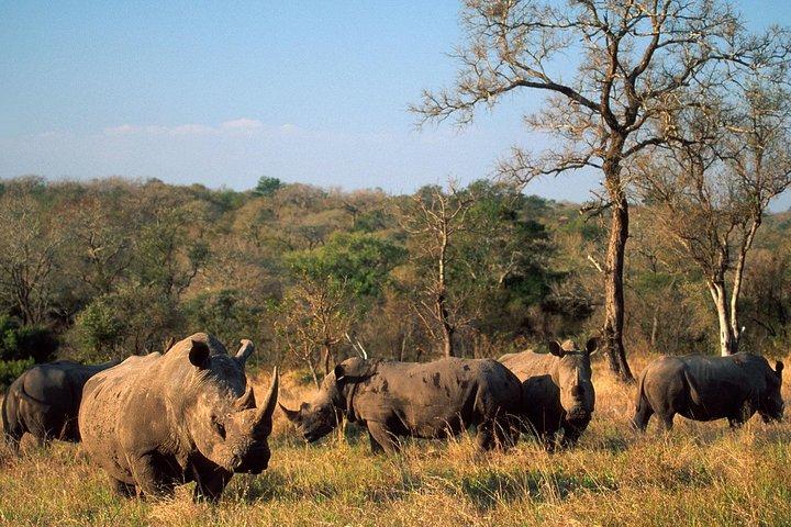 ゲームドライブとRhinoウォーク