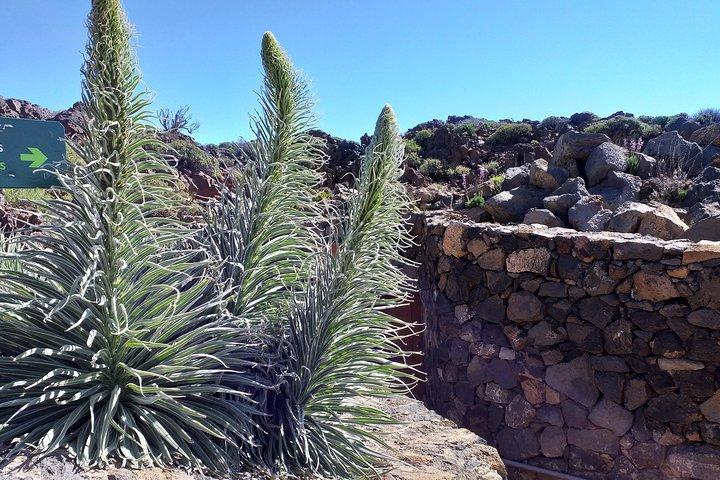 Från Santa Cruz: Teide-strandstur VIP-TUR