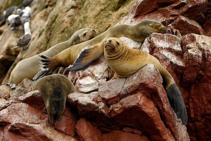 Ballestas Islands tour from Pisco CRUISESHIP TERMINAL