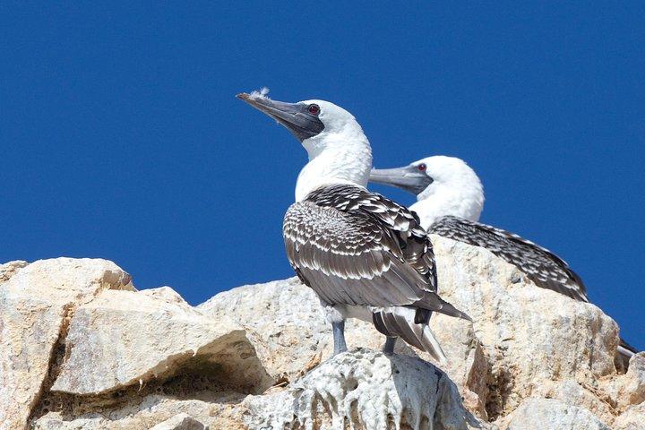 Ballestas Islands tour from Pisco CRUISESHIP TERMINAL
