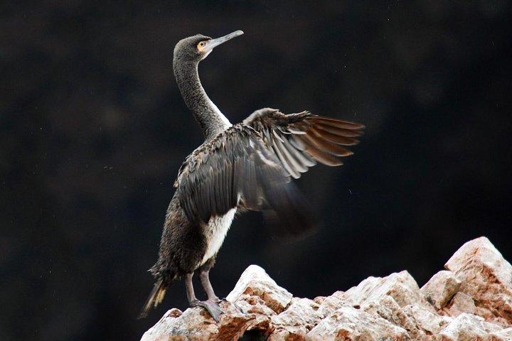 Ballestas Islands tour from Pisco CRUISESHIP TERMINAL