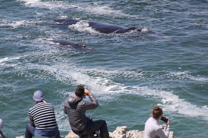 Tour a piedi di Whale Watching (Terraferma) - dal 15 GIUGNO 2026