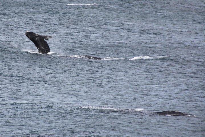 Tour a piedi di Whale Watching (Terraferma) - dal 15 GIUGNO 2026