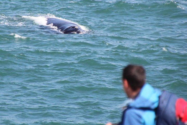 Tour a piedi di Whale Watching (Terraferma) - dal 15 GIUGNO 2026