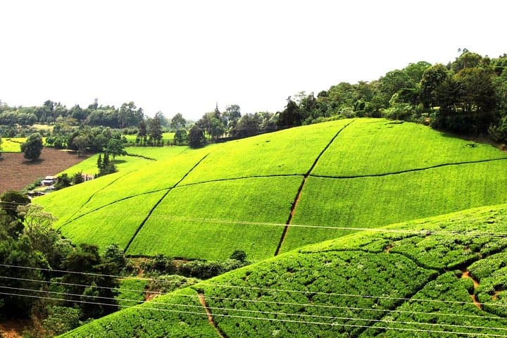 Kiambethu Tea Farm Day Tour from Nairobi