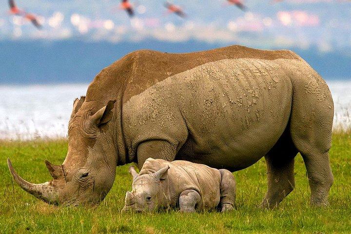 Discover Kenya 9 Days Wildlife Safari