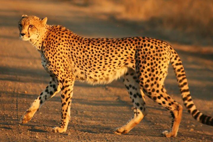 Discover Kenya 9 Days Wildlife Safari