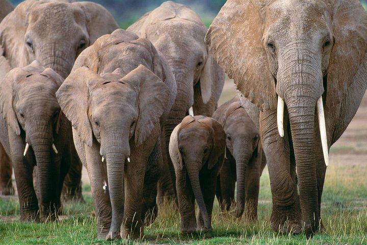 Discover Kenya 9 Days Wildlife Safari