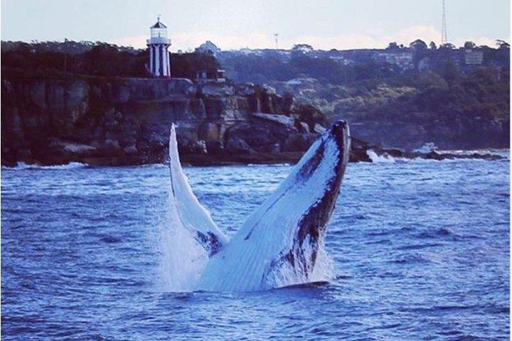Whales Under Sail Whale Watching Sydney
